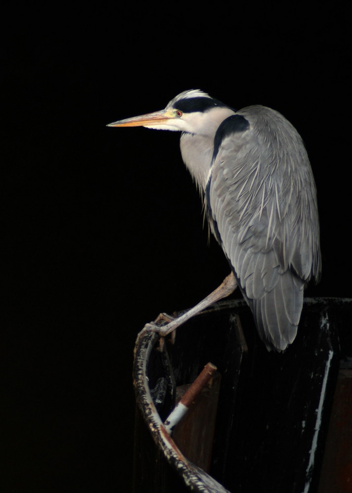 Héron sur une barque