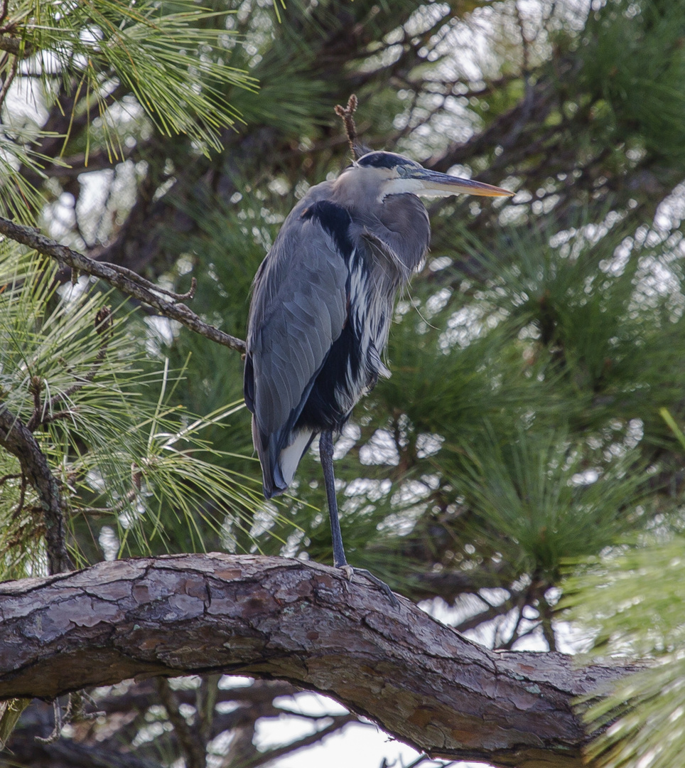 Heron Tree 1