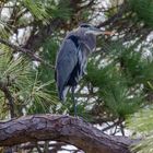 Heron Tree 1