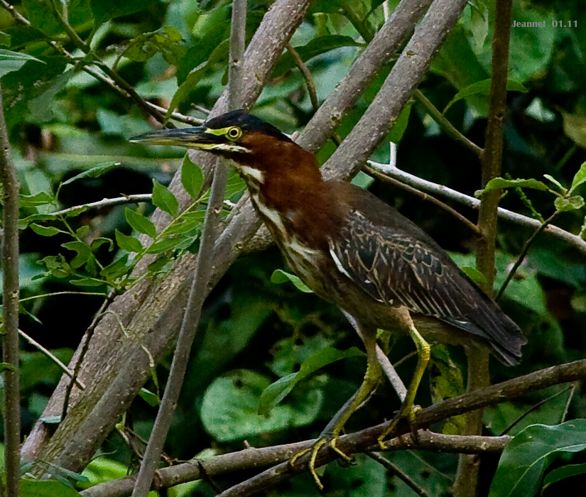 HERON VERT