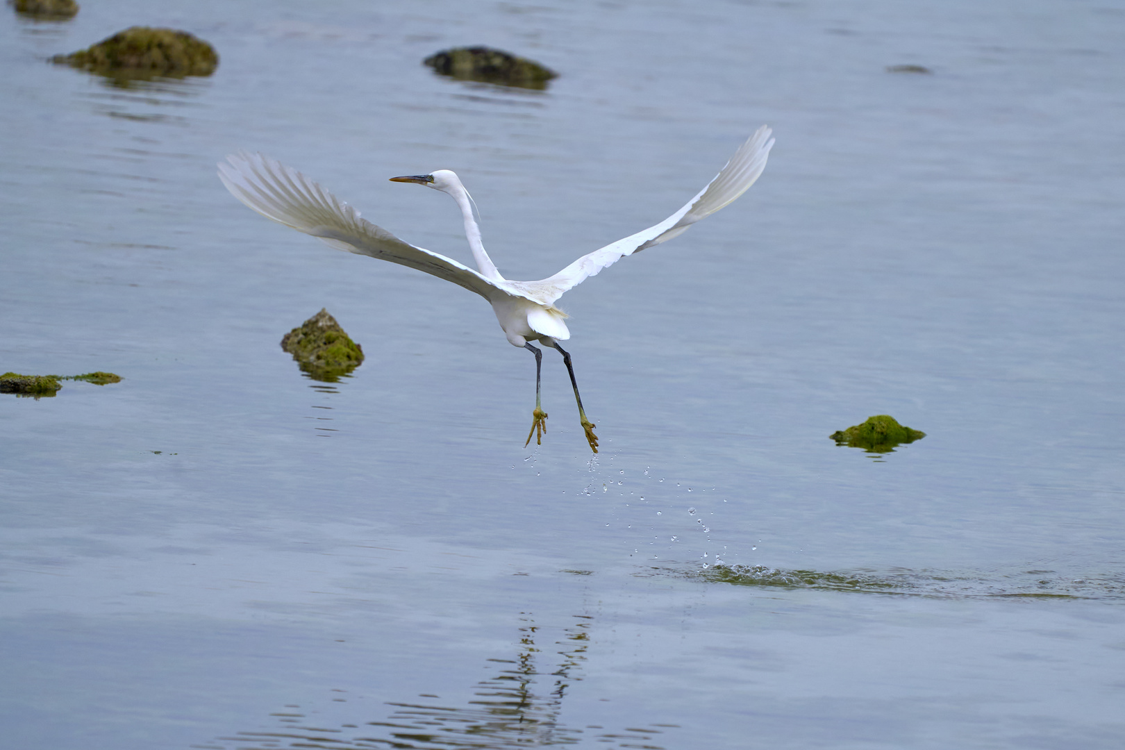 Heron Wildlife