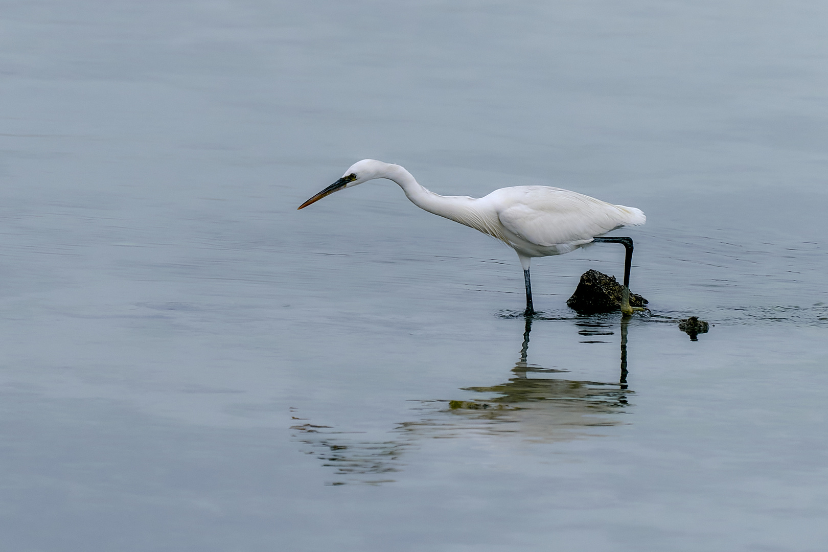 Heron Wildlife