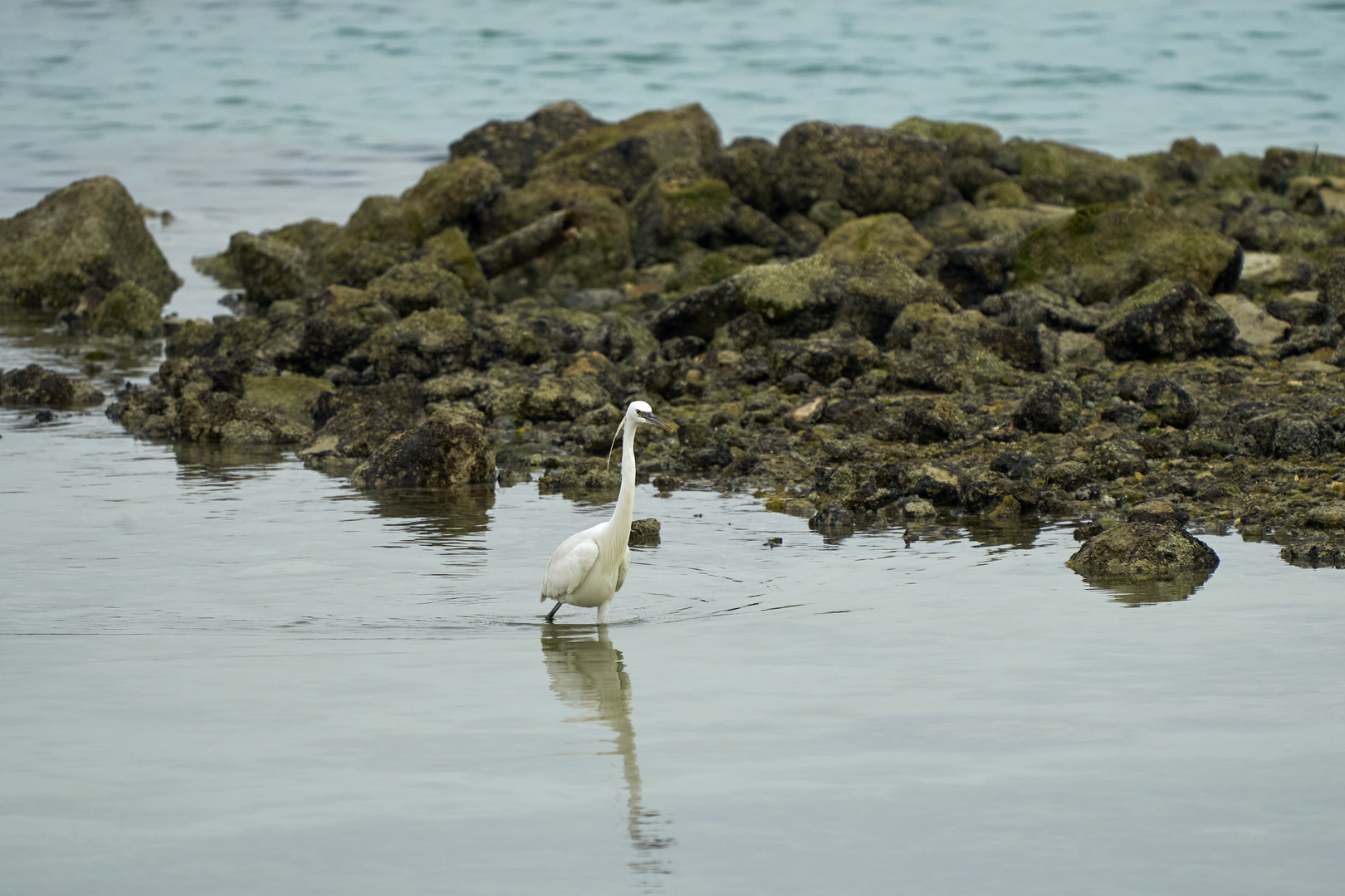 Heron Wildlife