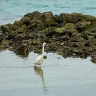 Heron Wildlife