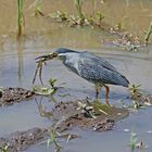 Heron with frog