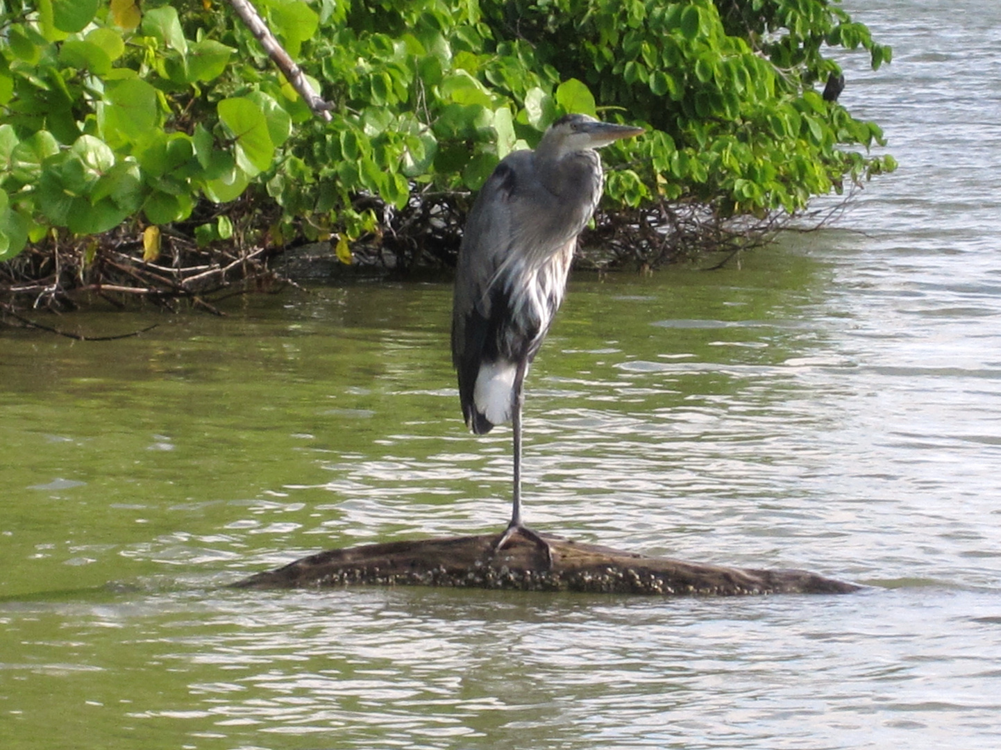 Heron.Fort Myers Beach.Florida.