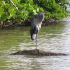 Heron.Fort Myers Beach.Florida.