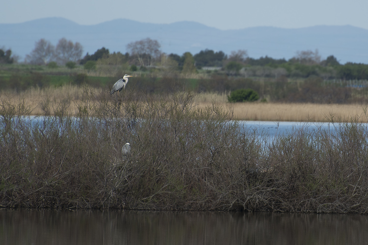 Héronière dans la réserve du Bagnas (Agde)