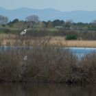 Héronière dans la réserve du Bagnas (Agde)