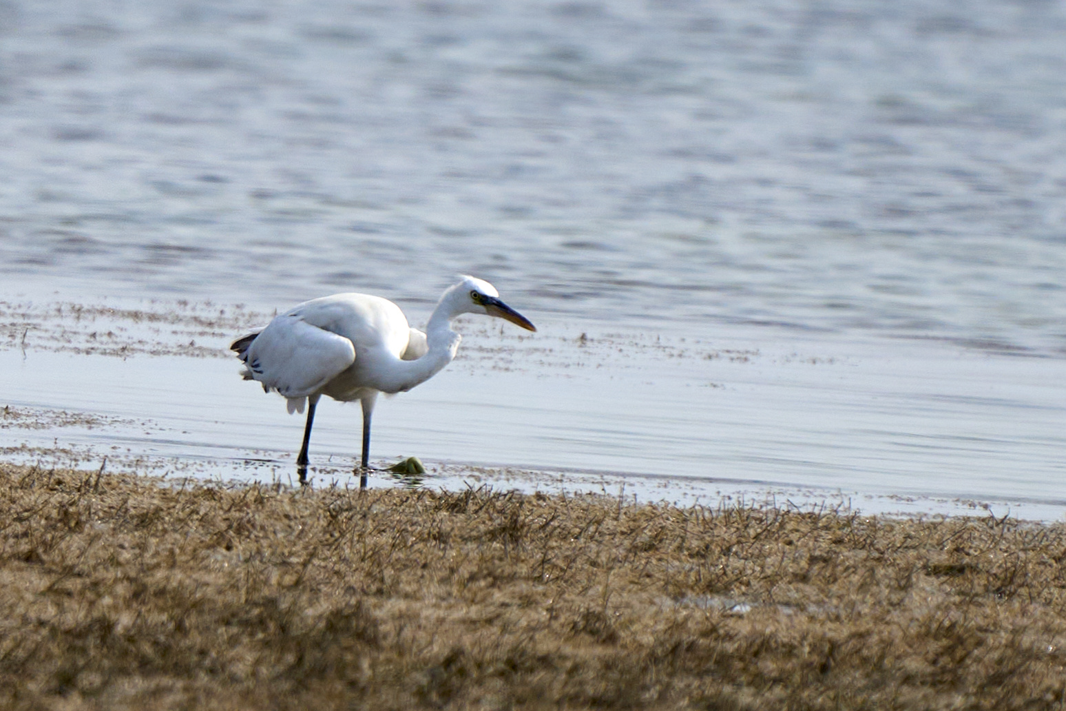 Herons