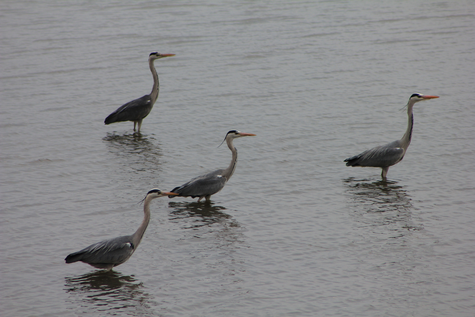 Herons, Douro River