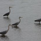 Herons, Douro River