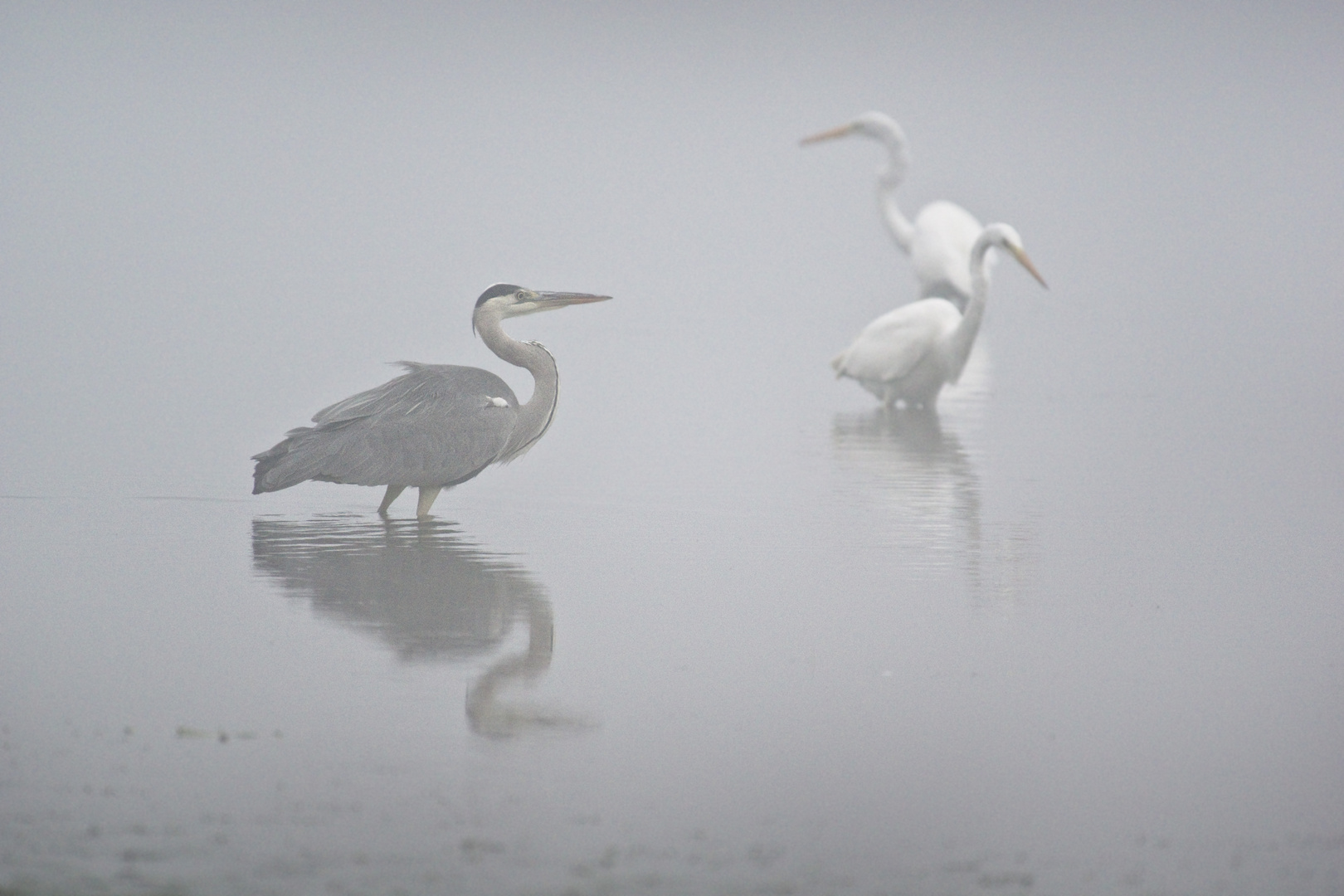 Hérons et aigrettes dans la brume