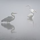 Hérons et aigrettes dans la brume