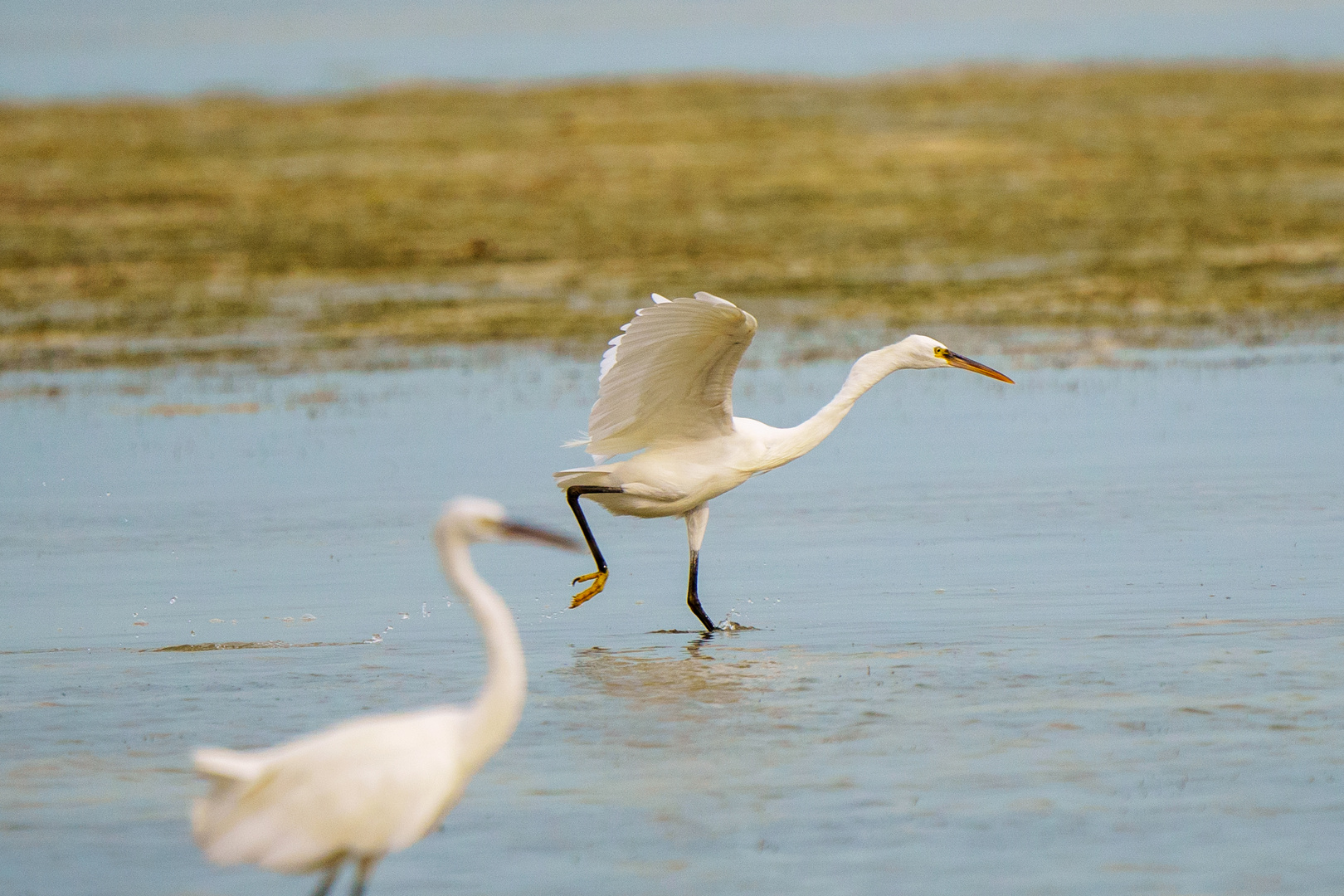 Herons Race