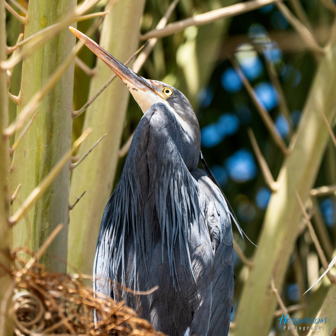 Herons' Tree