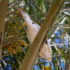 Herons' Tree