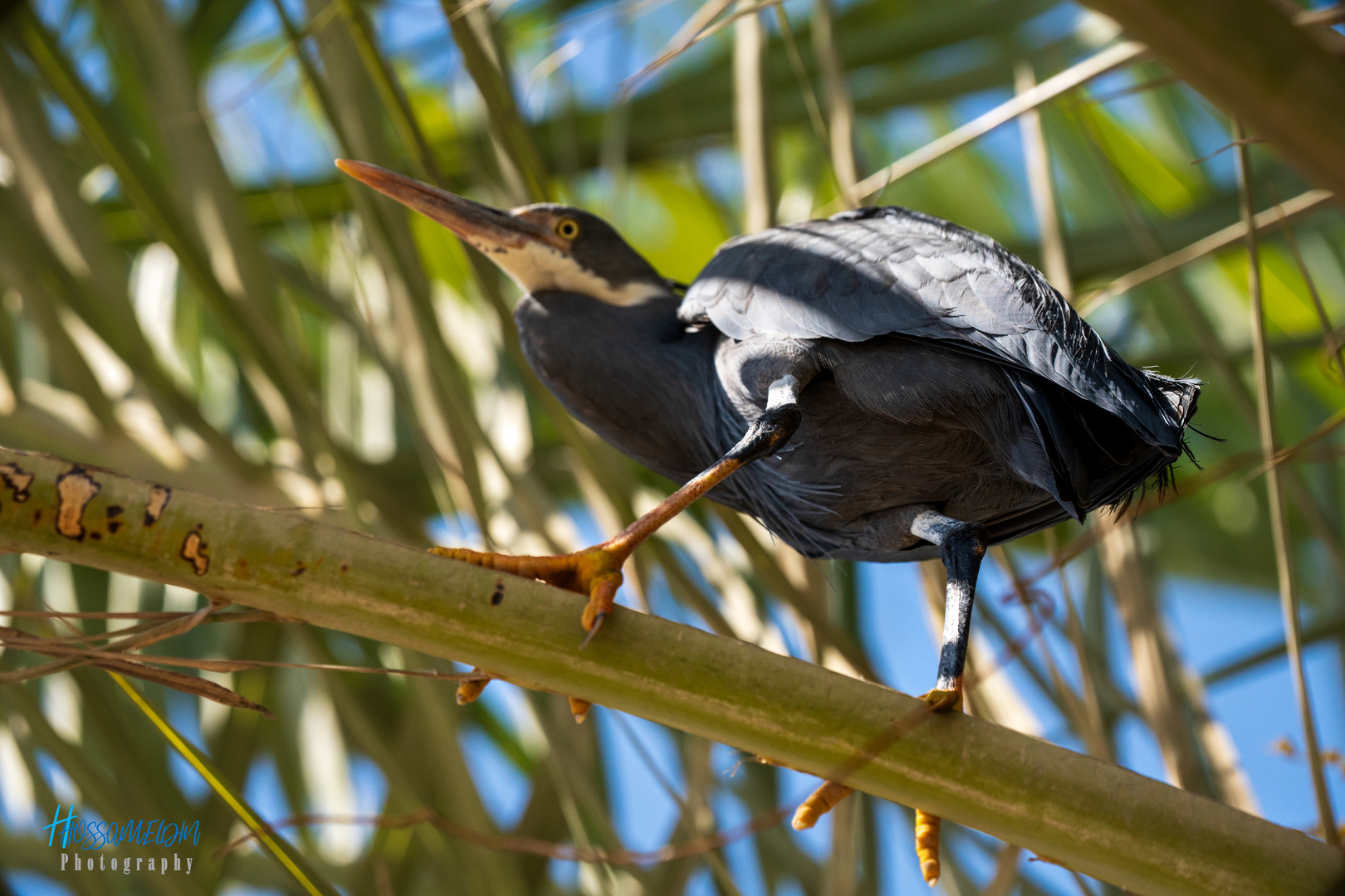 Herons' Tree