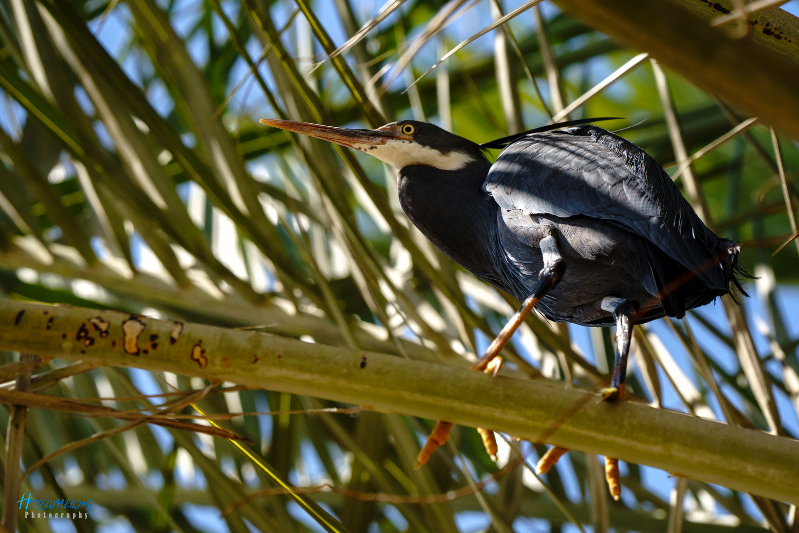 Herons' Tree 