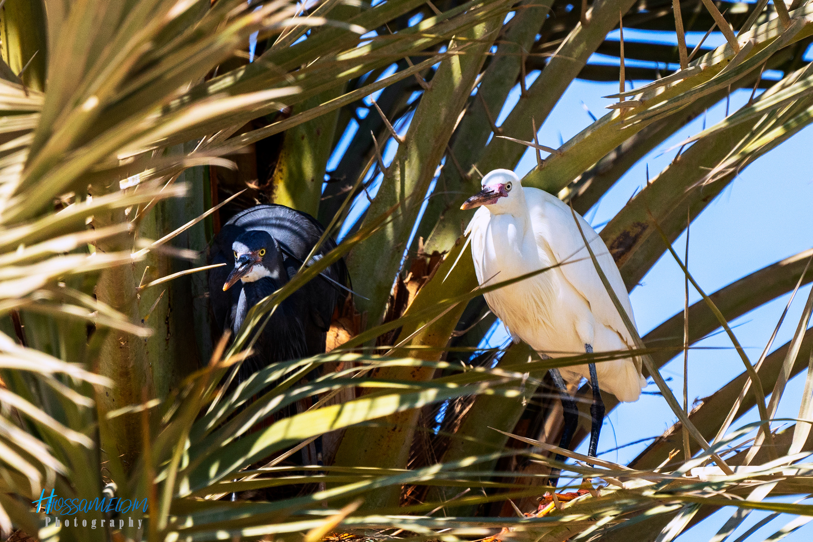 Herons' Tree 