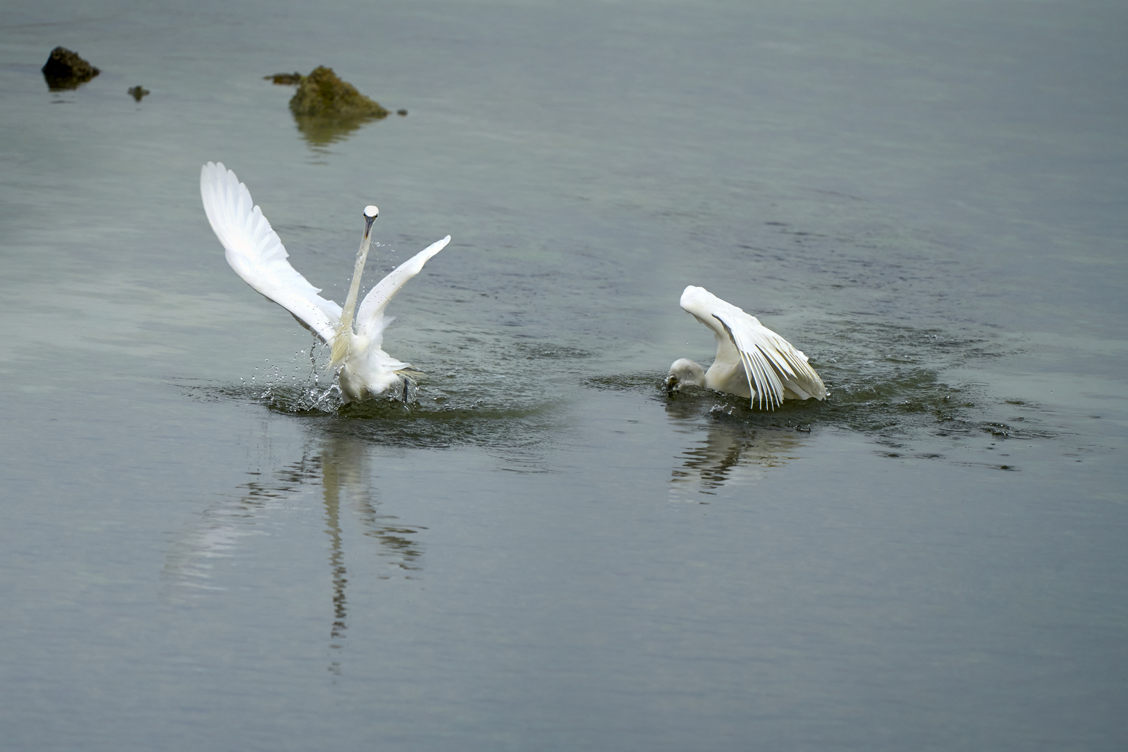 Herons Wildlife 