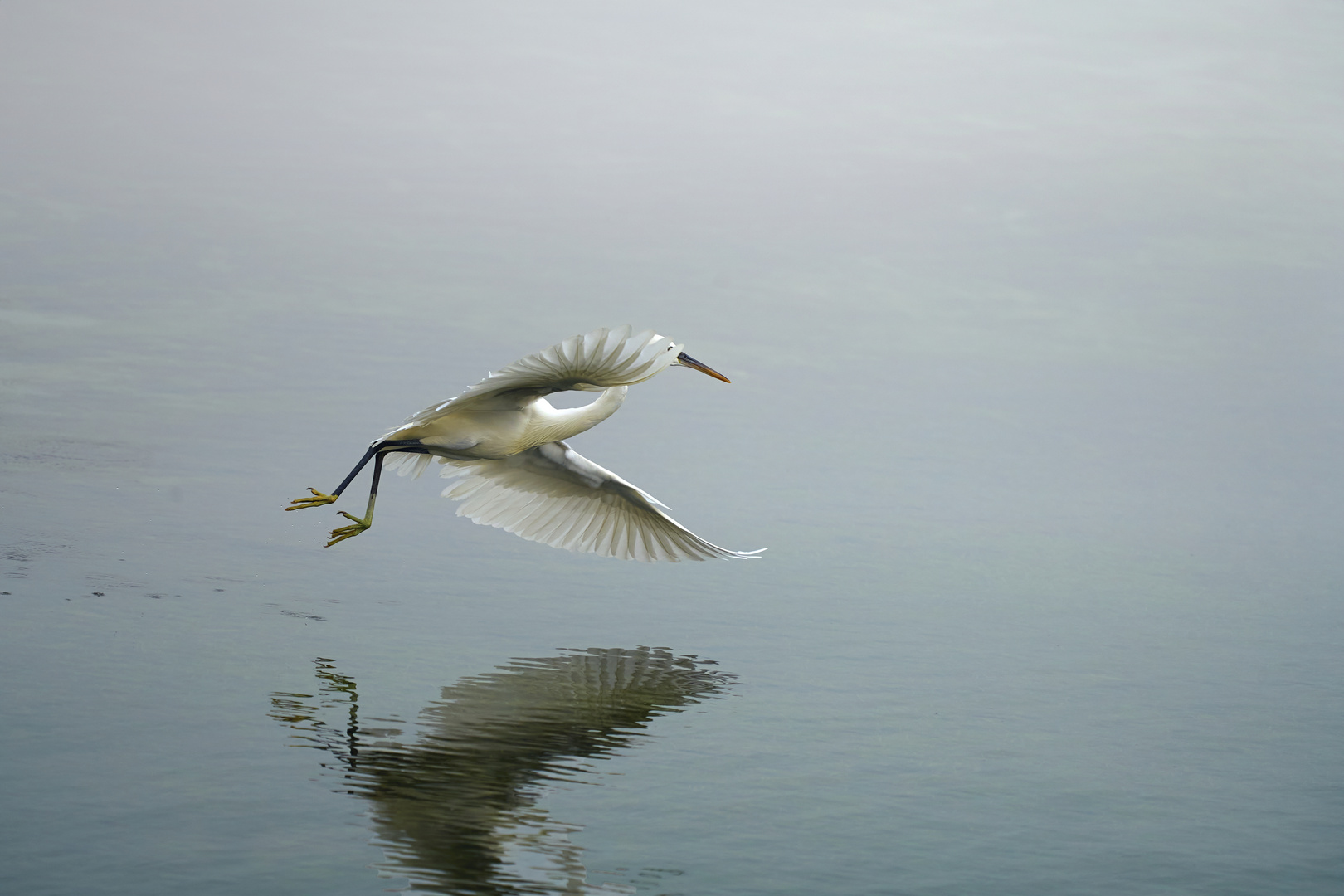 Herons Wildlife 