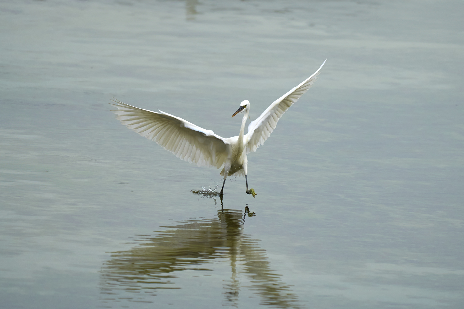 Herons Wildlife 