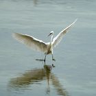 Herons Wildlife 