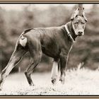 HEROS UNSER DOBERMANN (1971 bis 1984) 1 JAHR ALT (ÜBERARBEITET)