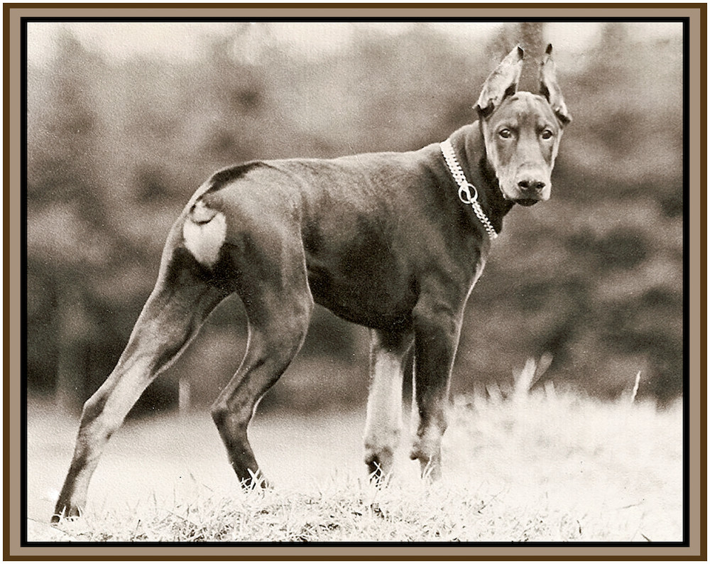 HEROS UNSER DOBERMANN (1971 bis 1984) 1 JAHR ALT (ÜBERARBEITET)