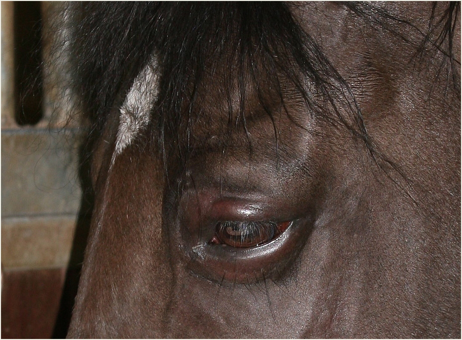 Herpes Virus im Auge&hellip; Foto &amp; Bild tiere, haustiere, pferde, esel