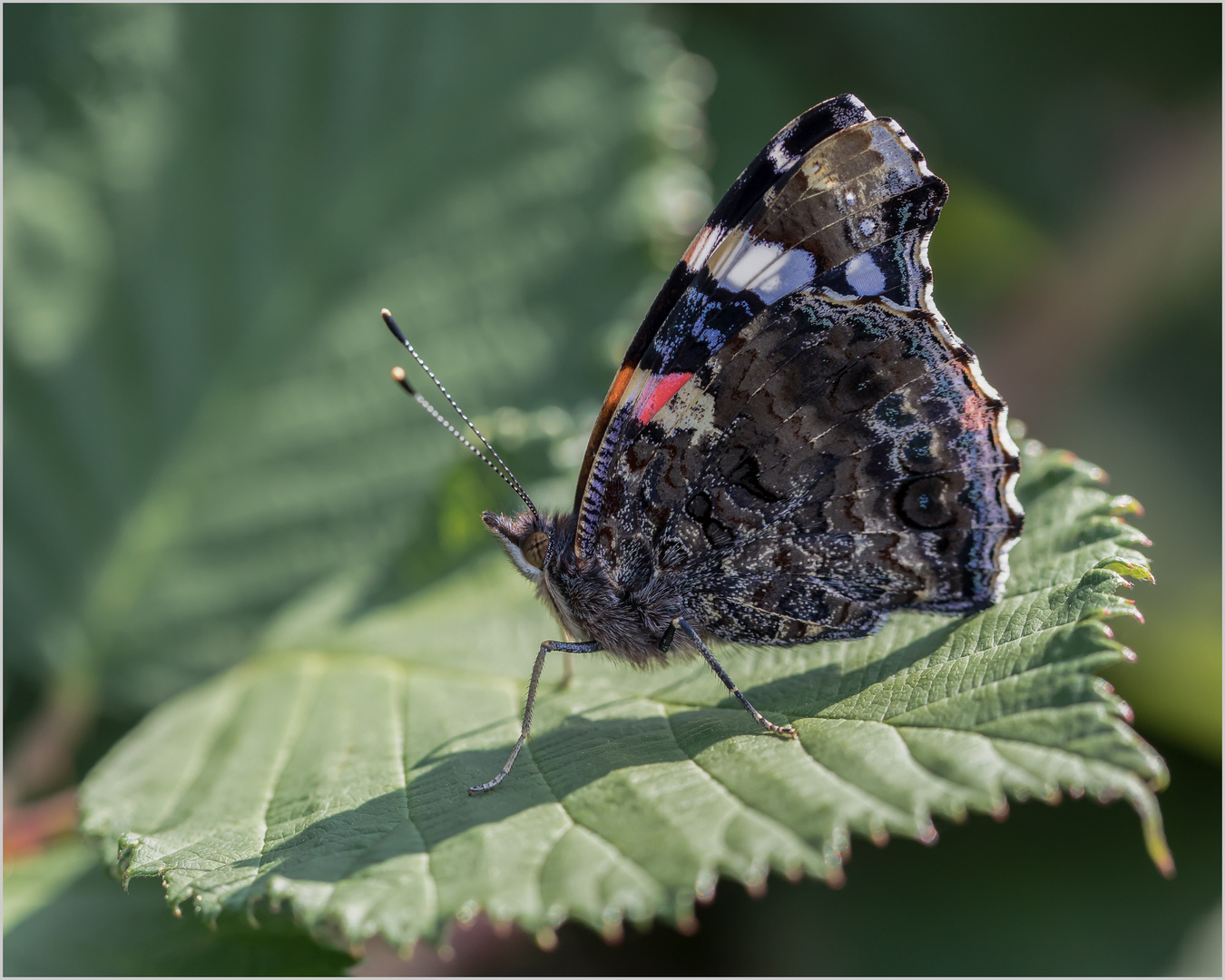 Herr Admiral - Vanessa atalanta - auf dem Brombeerblatt  .....