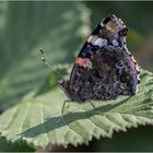 Herr Admiral - Vanessa atalanta - auf dem Brombeerblatt  .....