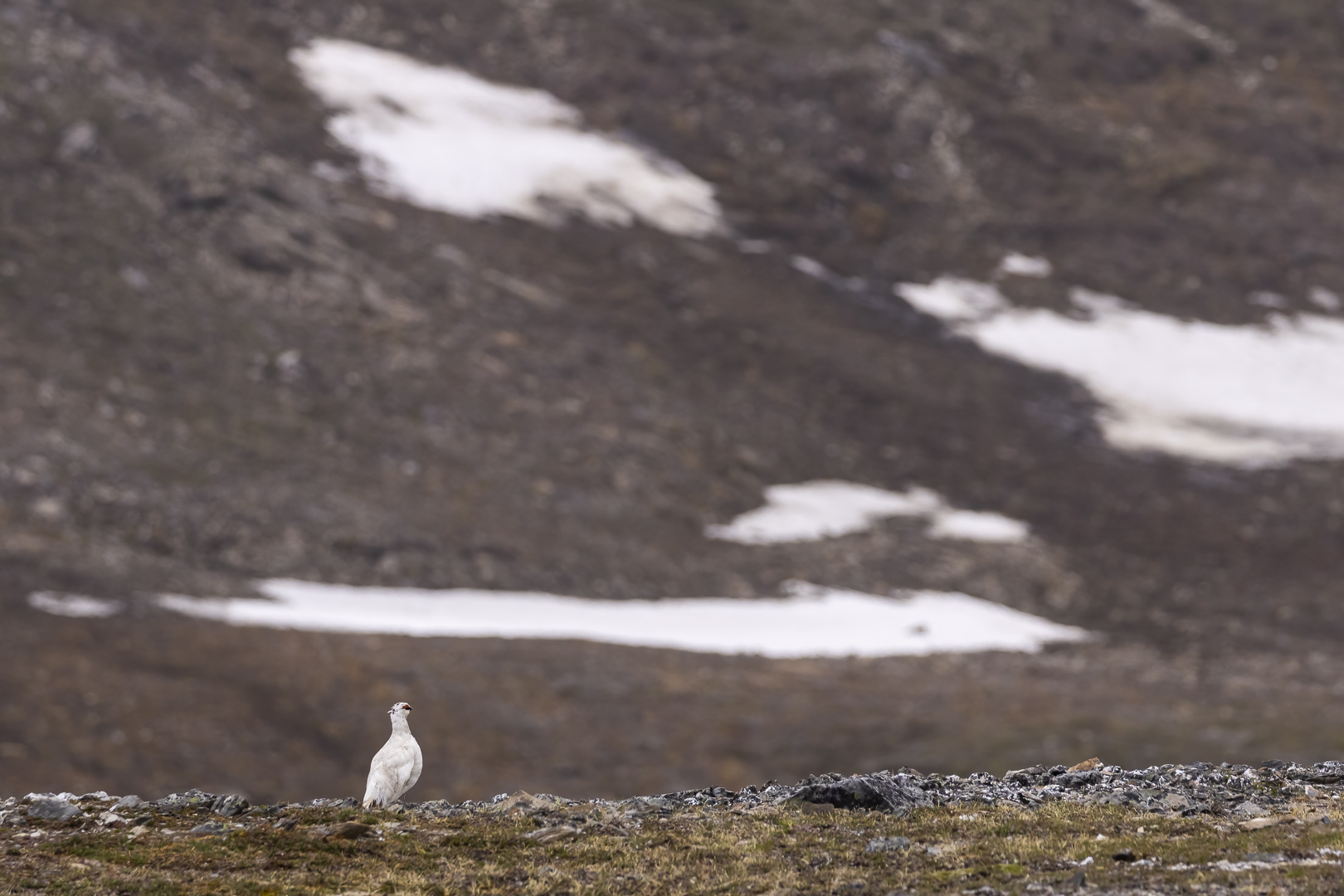 Herr Alpenschneehuhn...