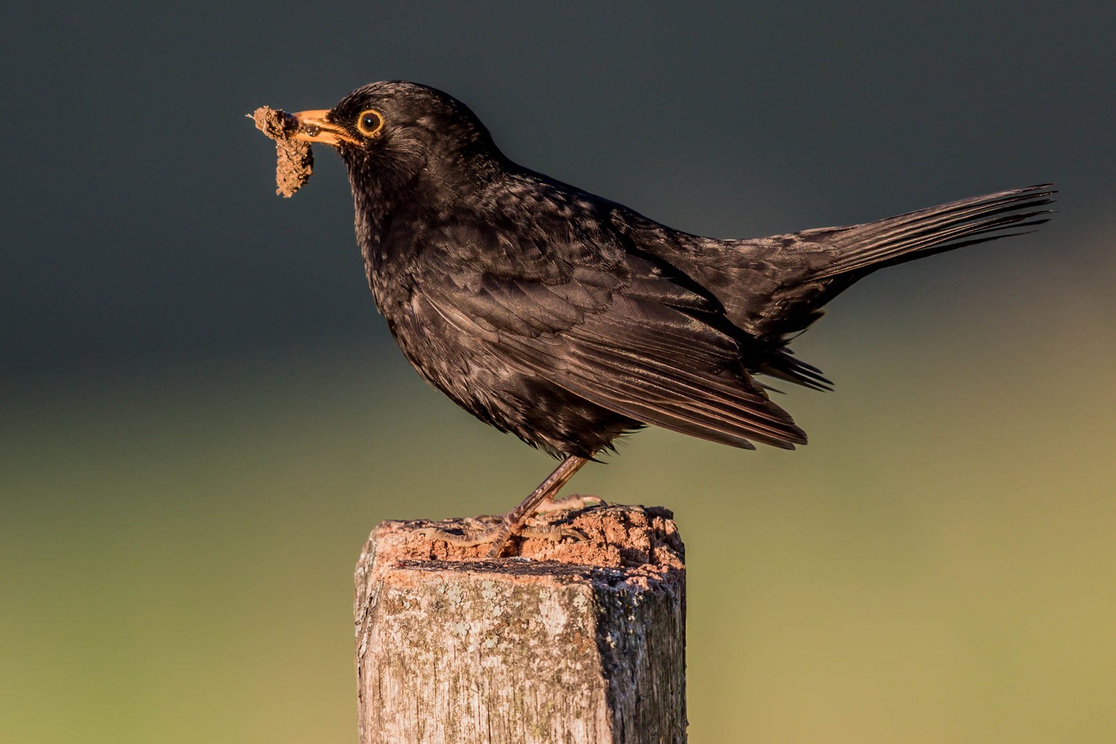 Herr Amsel