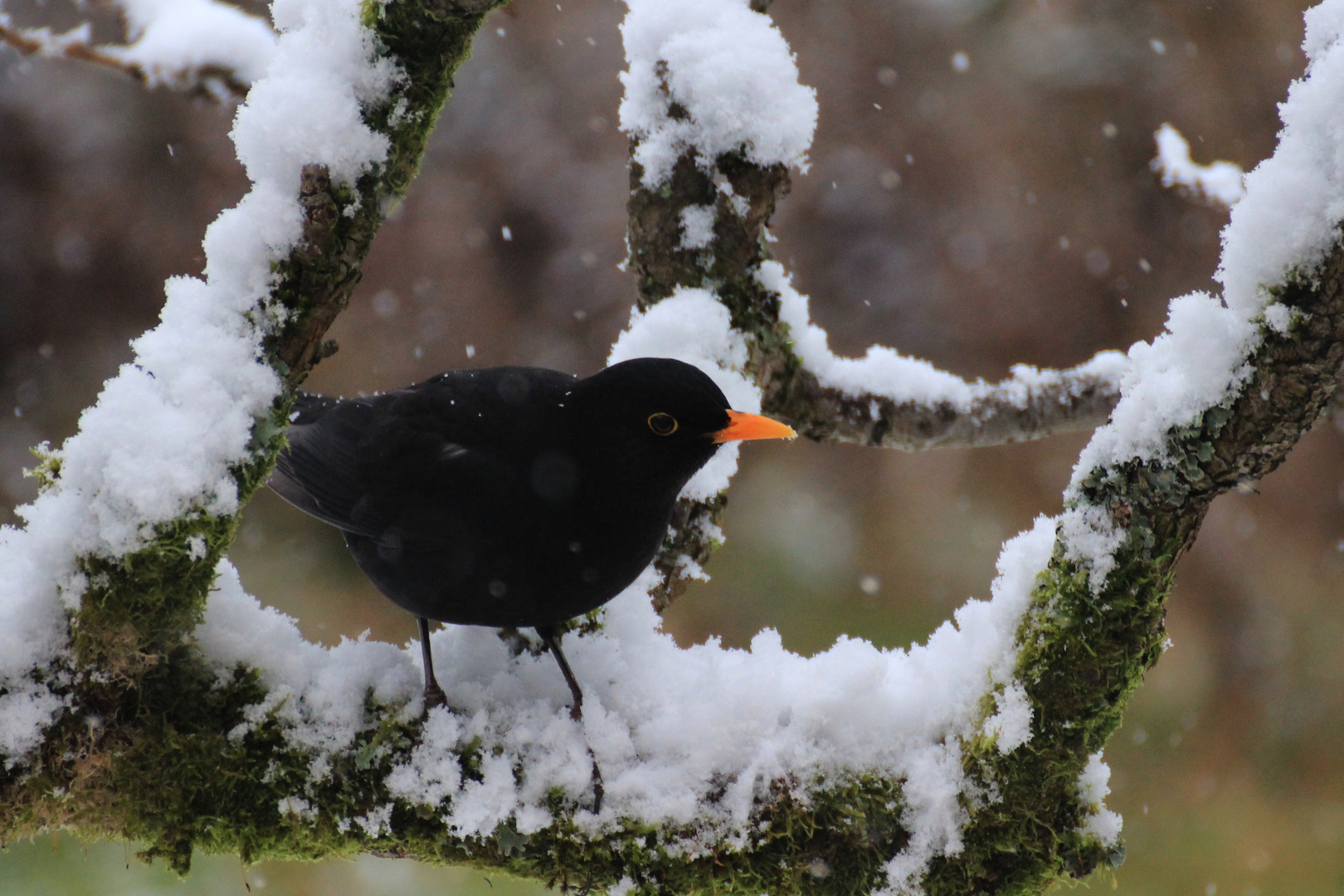 Herr Amsel