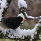 Herr Amsel