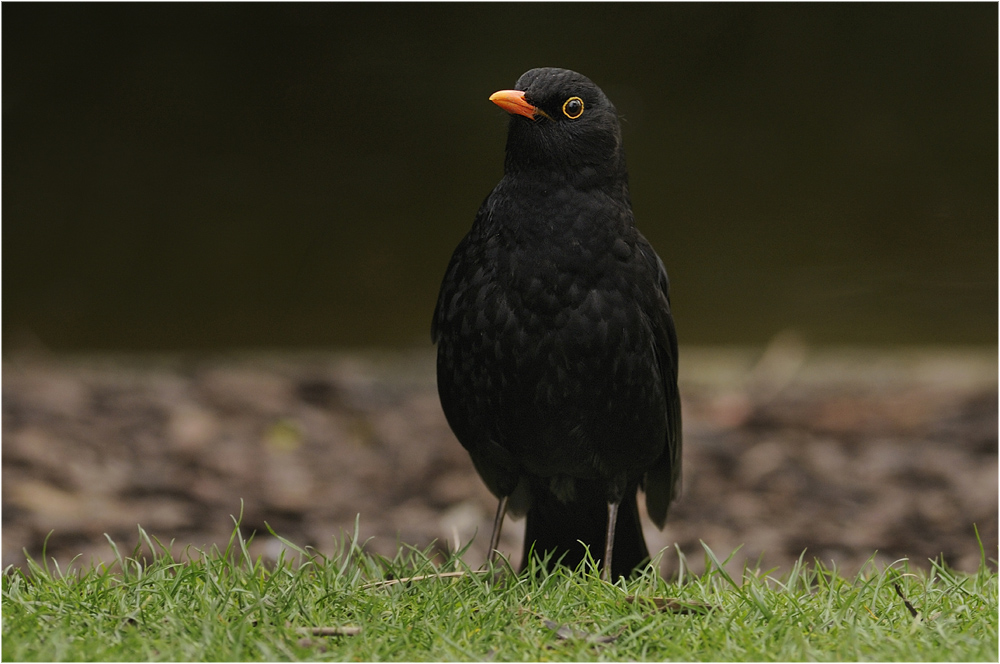 Herr Amsel