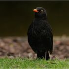 Herr Amsel