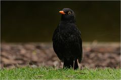 Herr Amsel