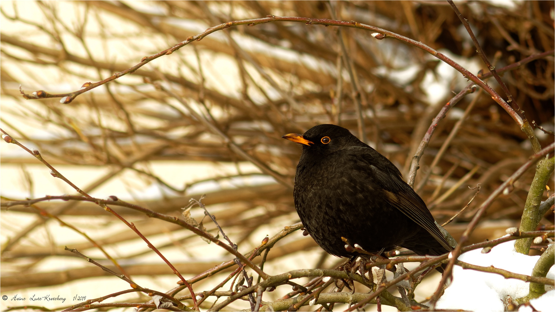 Herr Amsel 