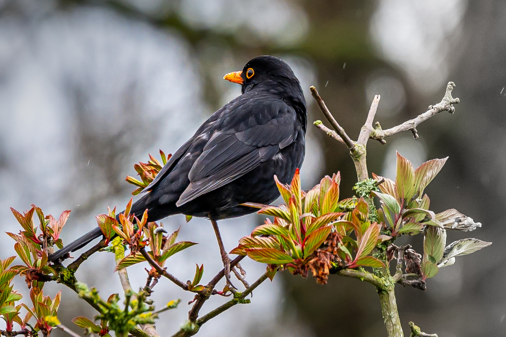 Herr Amsel