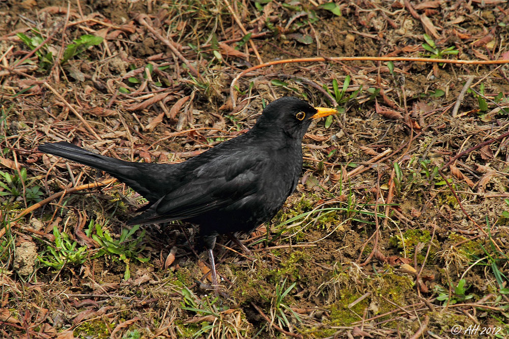 Herr Amsel