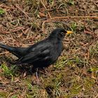 Herr Amsel