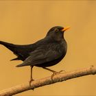 Herr Amsel