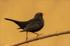 Herr Amsel