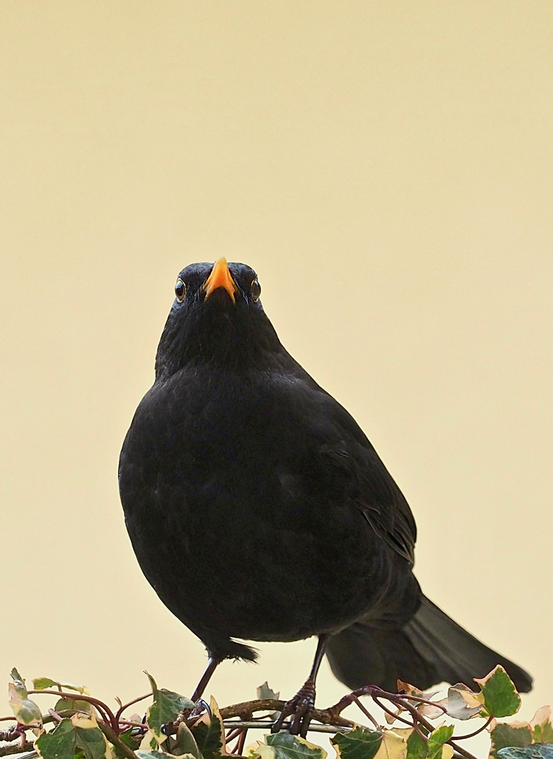 Herr Amsel...