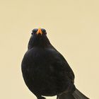 Herr Amsel...