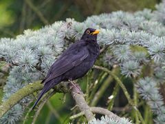 Herr Amsel