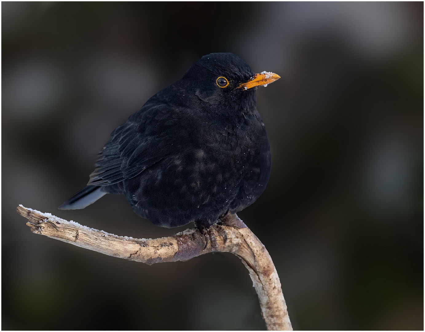 Herr Amsel